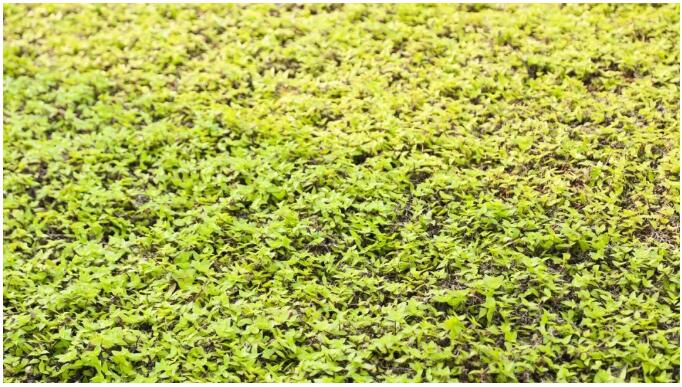 生态种植屋面植被满铺.jpg