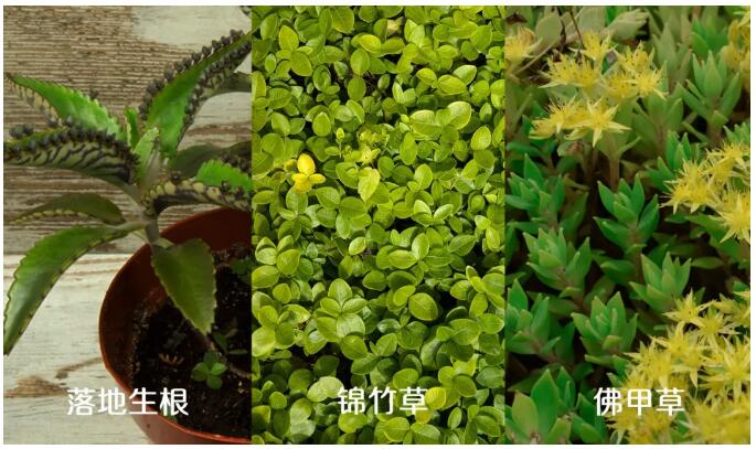 科顺耐旱草种.jpg